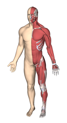Information Day Human Body Modeling